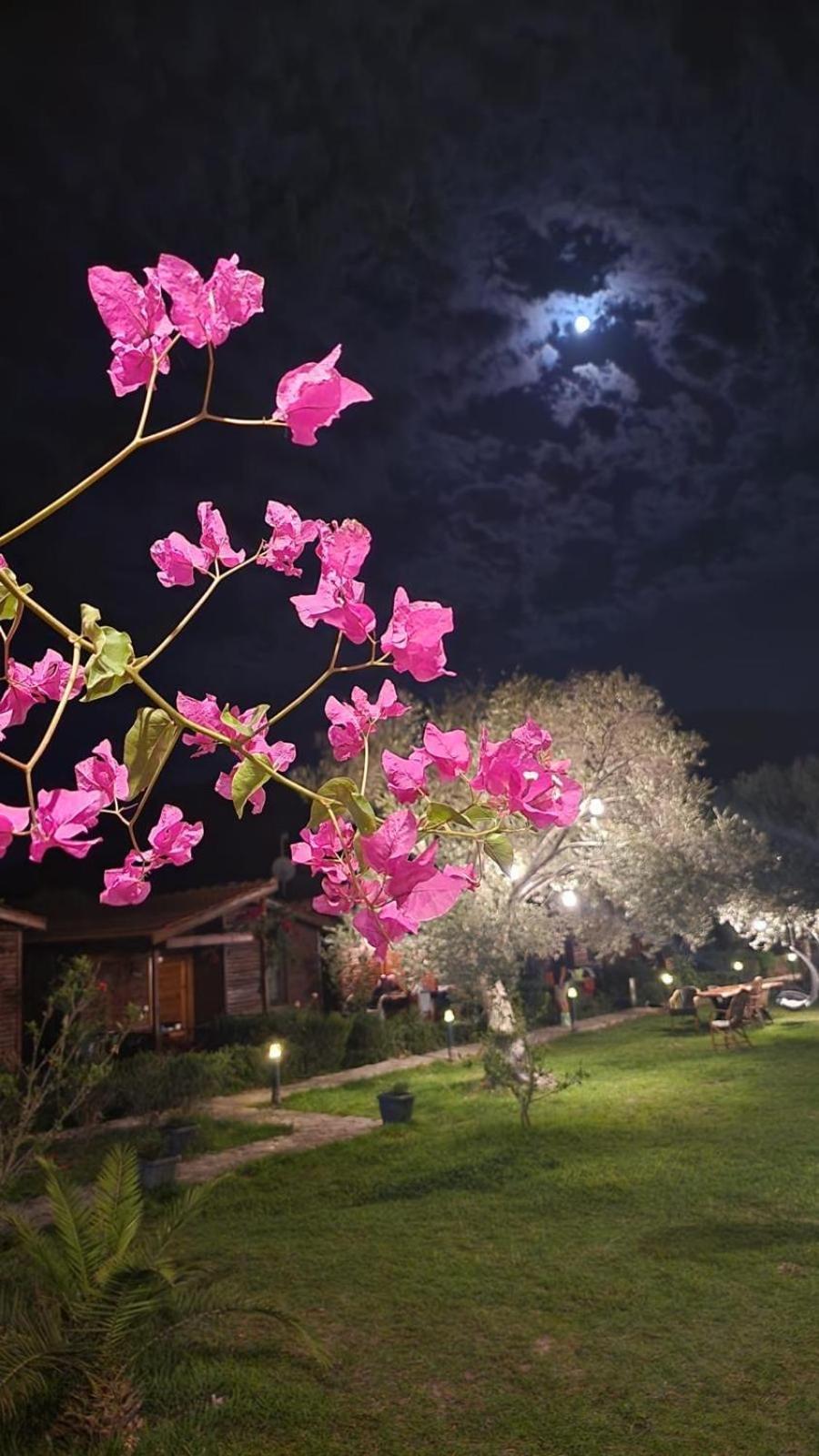Suzi'Nin Bahcesi Bungalov Evler Датча Экстерьер фото
